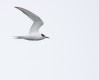 Arctic Tern